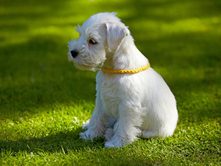 Naklejka na ściany i meble white miniature schnauzer puppy