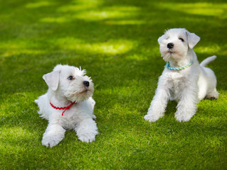 white miniature schnauzer puppy