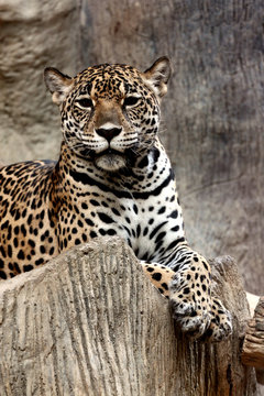 Leopard relaxing.