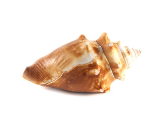 Sea shell isolated on white background.