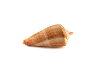 Sea shell isolated on white background.