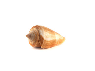 Obraz premium Sea shell isolated on white background.