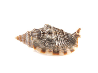 Fototapeta premium Sea shell isolated on white background.