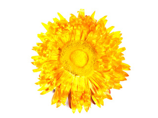 Decorative dried yellow flower. Isolated