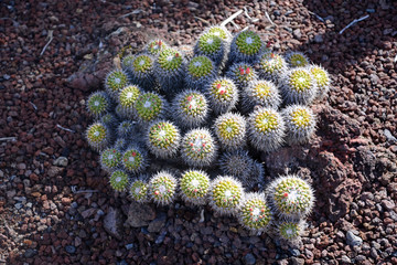 Mammillaria compressa