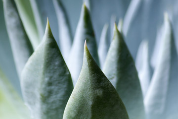 Succulent Plant Close-up
