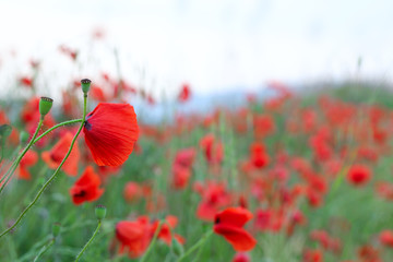 Naklejka premium poppy field