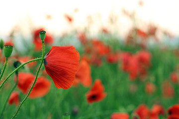 Naklejka premium poppy flowers