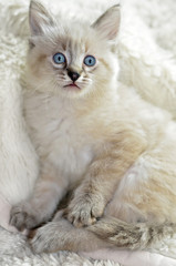 Obraz premium Cute Blue-eyed Kitten