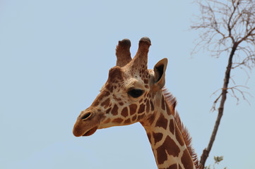 baringo giraffe