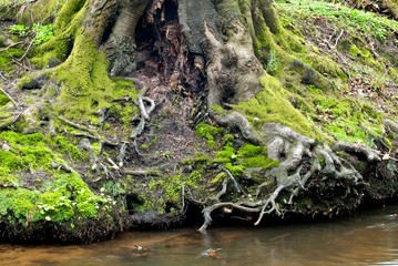Rotbuche (Fagus sylvatica), Wurzel &uuml;ber Hasenburger Bach, L&uuml;neburg, Niedersachsen, Deutschland, Europa