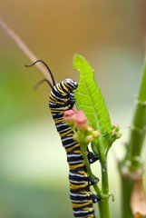 Kleiner Monarch (Danaus chrysippus), auch Afrikanischer Monarch oder Gew&ouml;hnlicher Tiger, Raupe frisst an Blatt