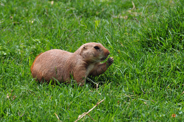 prairie dog rodent eating grass