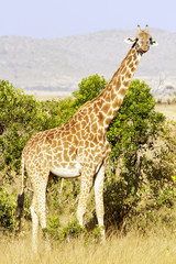 Giraffe on the Masai Mara in Kenya