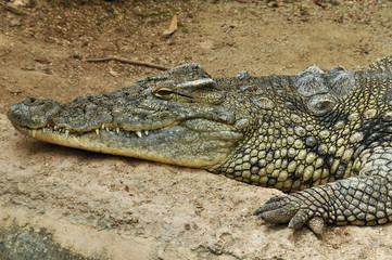 Obraz premium nile crocodile
