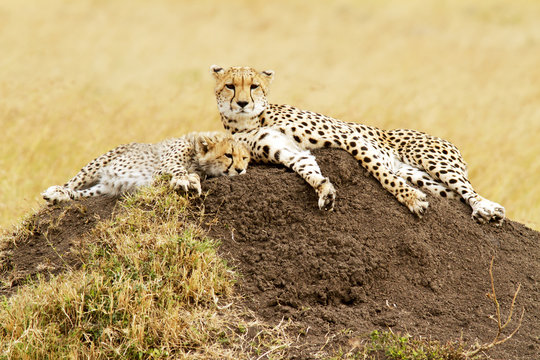 Cheetahs on the Masai Mara in Kenya