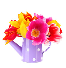 Beautiful tulips in bouquet isolated on white