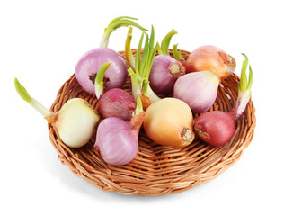 Sprouting onions wooden basket isolated on white