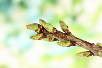 Blossoming buds on tree on bright background