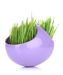 Green grass in decorative pot isolated on white