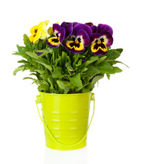 Beautiful pansies flowers isolated on a white