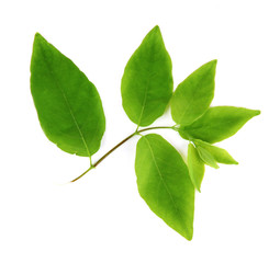 Fototapeta na wymiar Zielone liście na białym tle