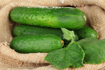 Tasty green cucumbers on sackcloth background