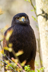 A Harris Hawk Perched on a branch
