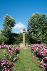 Beautiful garden and roses in Bolgheri - Italy