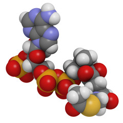 Acetyl-coenzyme A (Acetyl-coA) biochemical, molecular model.
