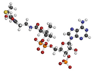 Acetyl-coenzyme A (Acetyl-coA) biochemical, molecular model.