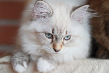 Gattina siberiana color neva