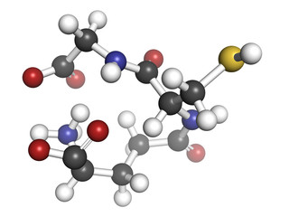 Glutathione antioxidant, molecular model