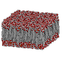 Palmitoyloleoylphosphatidylethanolamine (POPE) lipid bilayer, mo