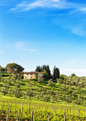 The tuscan vineyard and olive trees