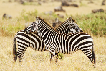 Fototapeta na wymiar Zebras on the Masai Mara in Kenya