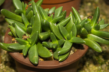 Fototapeta premium Bergeranthus multiceps