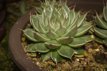 Obraz premium Haworthia succulent
