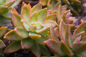 Sedum succulent
