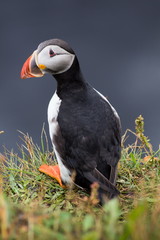 puffin bird looking for food