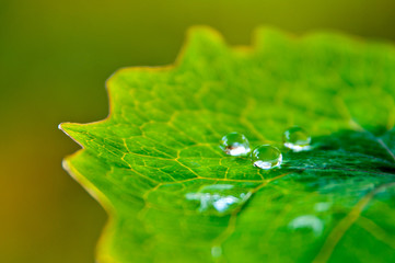 葉と水滴
