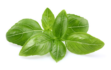 Basil leaves