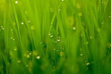 新緑の葉としずく