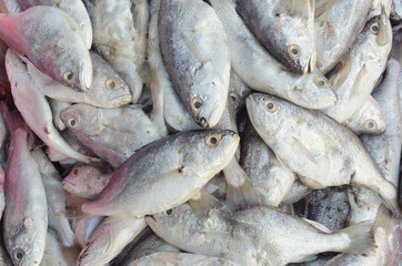 Fresh fish from ocean.