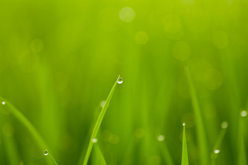 Fototapeta premium 新緑と水滴