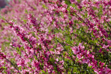 Fototapeta premium Pink flowers