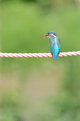 ロープのカワセミ