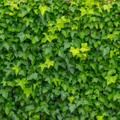 Obraz premium Green leaves background