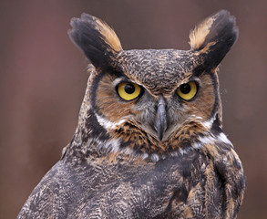 A close-up of a Great Horned Owl (Bubo virginianus) looking back at something.