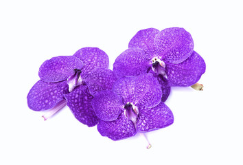 purple orchids on white background